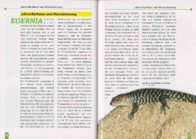 Preview: Cunninghams Stachelskink